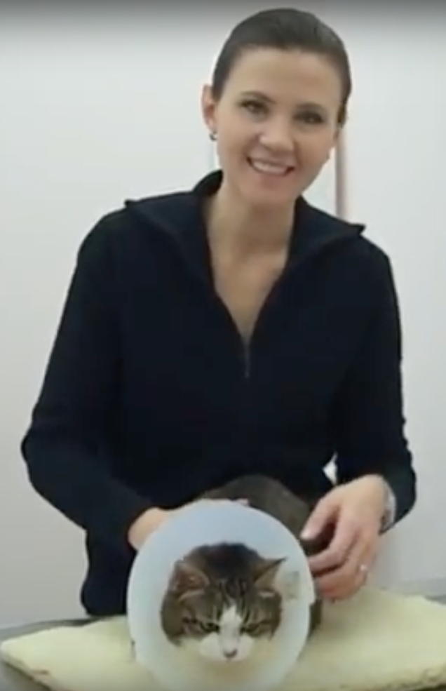 chat cliente, Vétérinaire Nyon, Veterinaire Nyon, Nyon Veterinaire, Nyon Vétérinaire, cabinet vétérinaire Nyon, cabinet veterinaire Nyon, clinique vétérinaire Nyon, vétérinaire de Garde Nyon,veterinaire de Garde Nyon, Cabinet Vétérinaire International