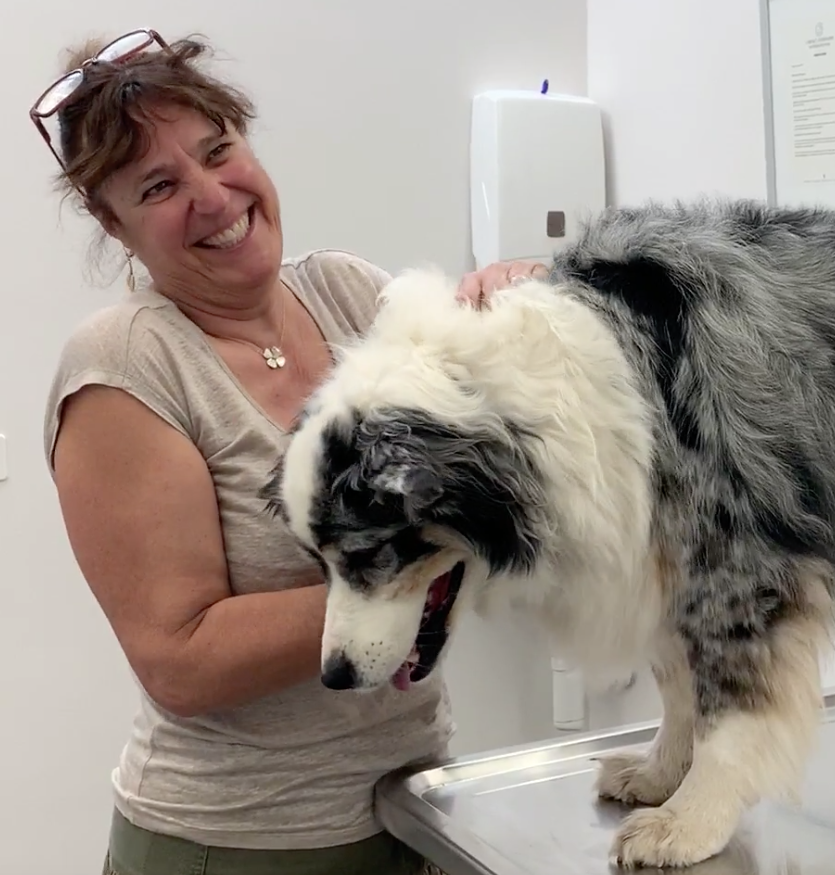 Vétérinaire Nyon, Veterinaire Nyon, Nyon Veterinaire, Nyon Vétérinaire, cabinet vétérinaire Nyon, cabinet veterinaire Nyon, clinique vétérinaire Nyon, vétérinaire de Garde Nyon,veterinaire de Garde Nyon, Cabinet Vétérinaire International