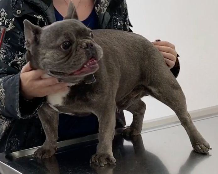 Husko, Vétérinaire Nyon, Veterinaire Nyon, Nyon Veterinaire, Nyon Vétérinaire, cabinet vétérinaire Nyon, cabinet veterinaire Nyon, clinique vétérinaire Nyon, vétérinaire de Garde Nyon,veterinaire de Garde Nyon, Cabinet Vétérinaire International